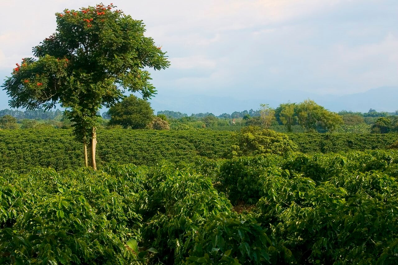 Colombia Coffee Output Drops 15% to 12.7 Million Bags
