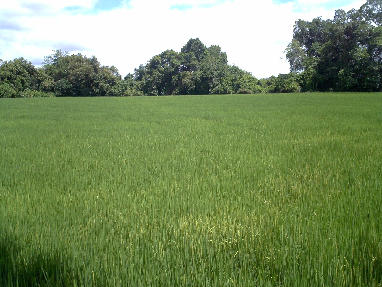 A green rice field in Saldaña, Tolima, Colombia, with trees on the horizon