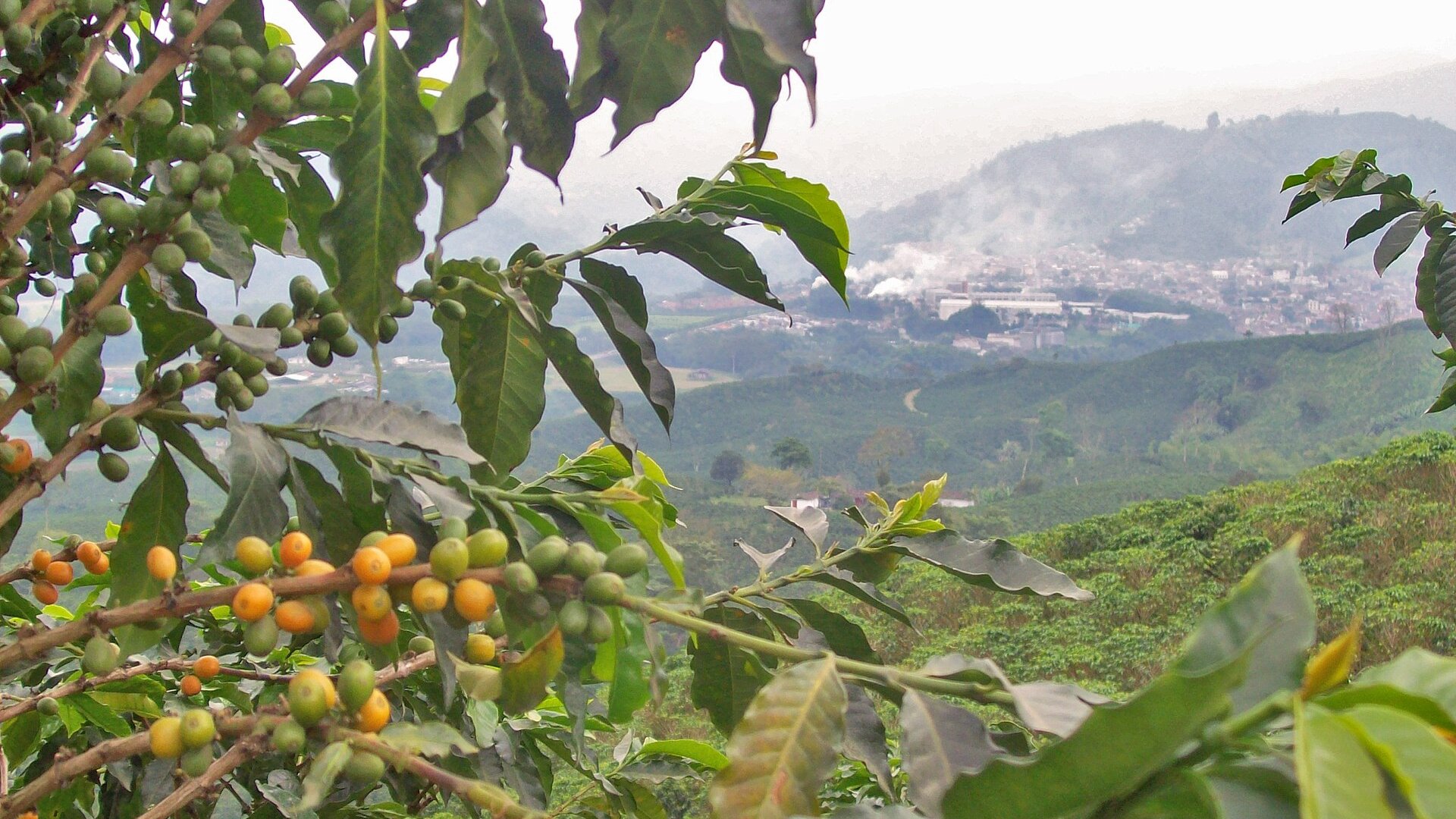 Coffee cherries ripening on branches above green hillsides near Chinchina, Colombia