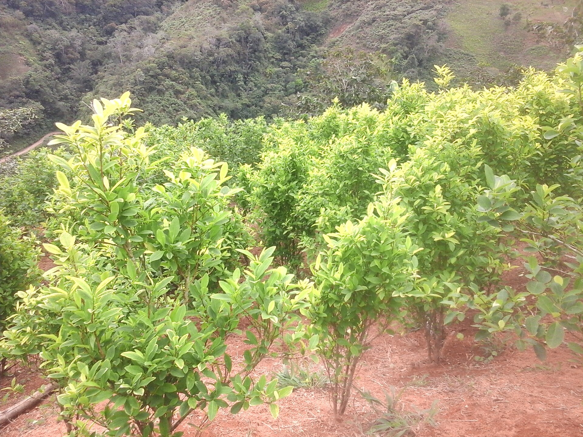 Colombia security and cocaine: coca bushes growing on a hillside