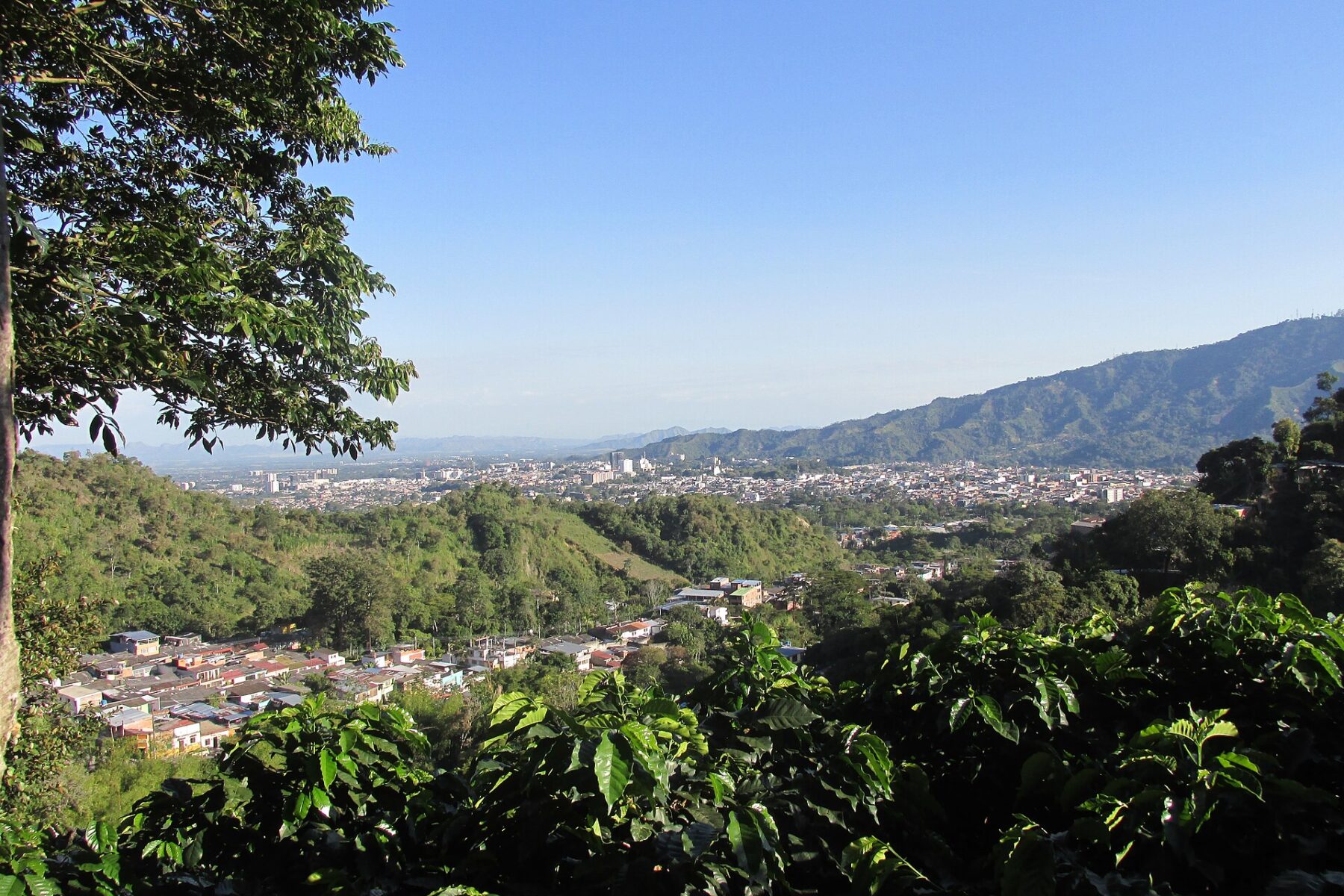 Ibagué, capital of Tolima, seen from coffee-covered hills with the Andes behind