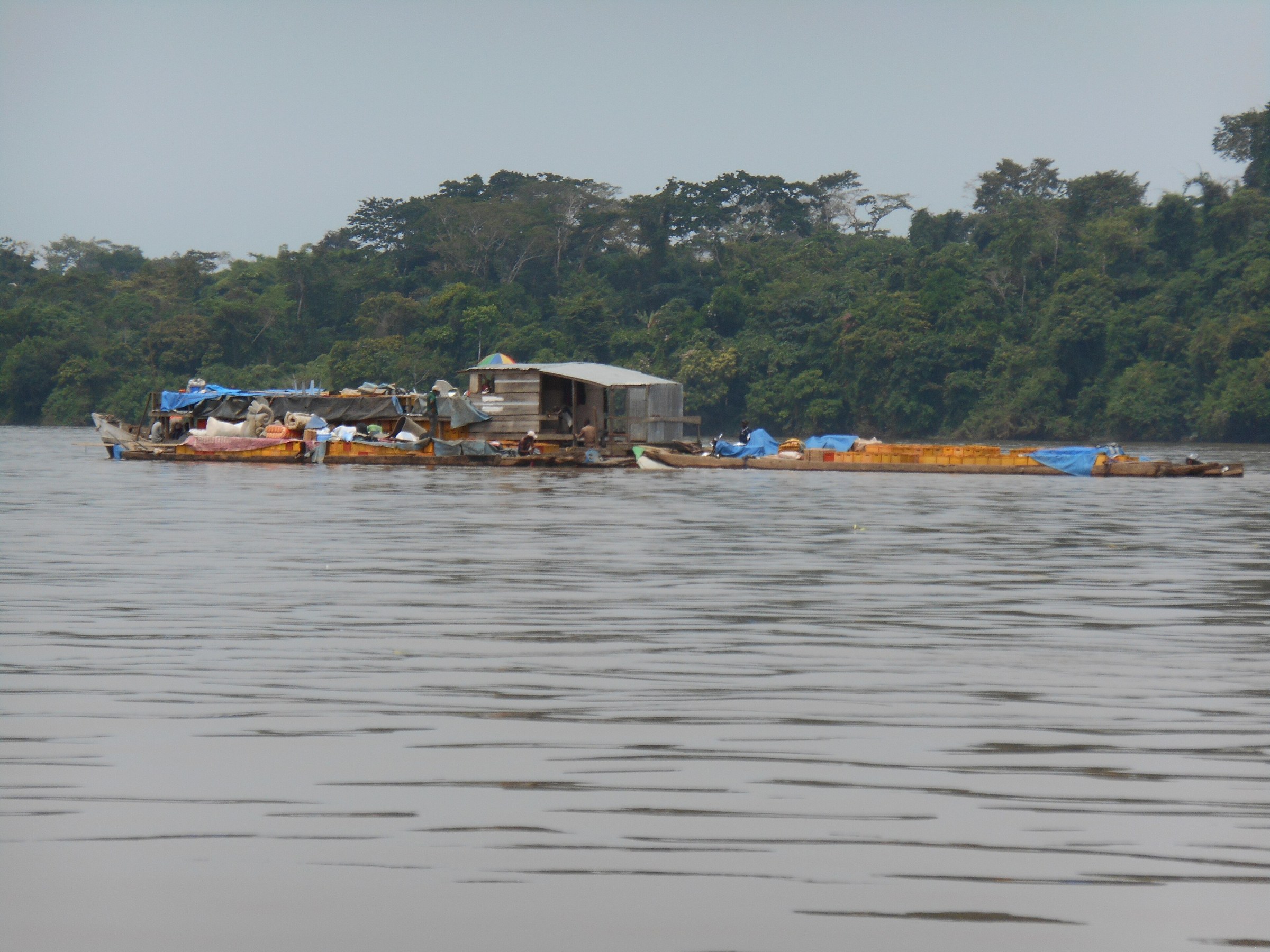 A loaded wooden river boat convoy with tarpaulins and a small cabin moving on the Congo River past forest