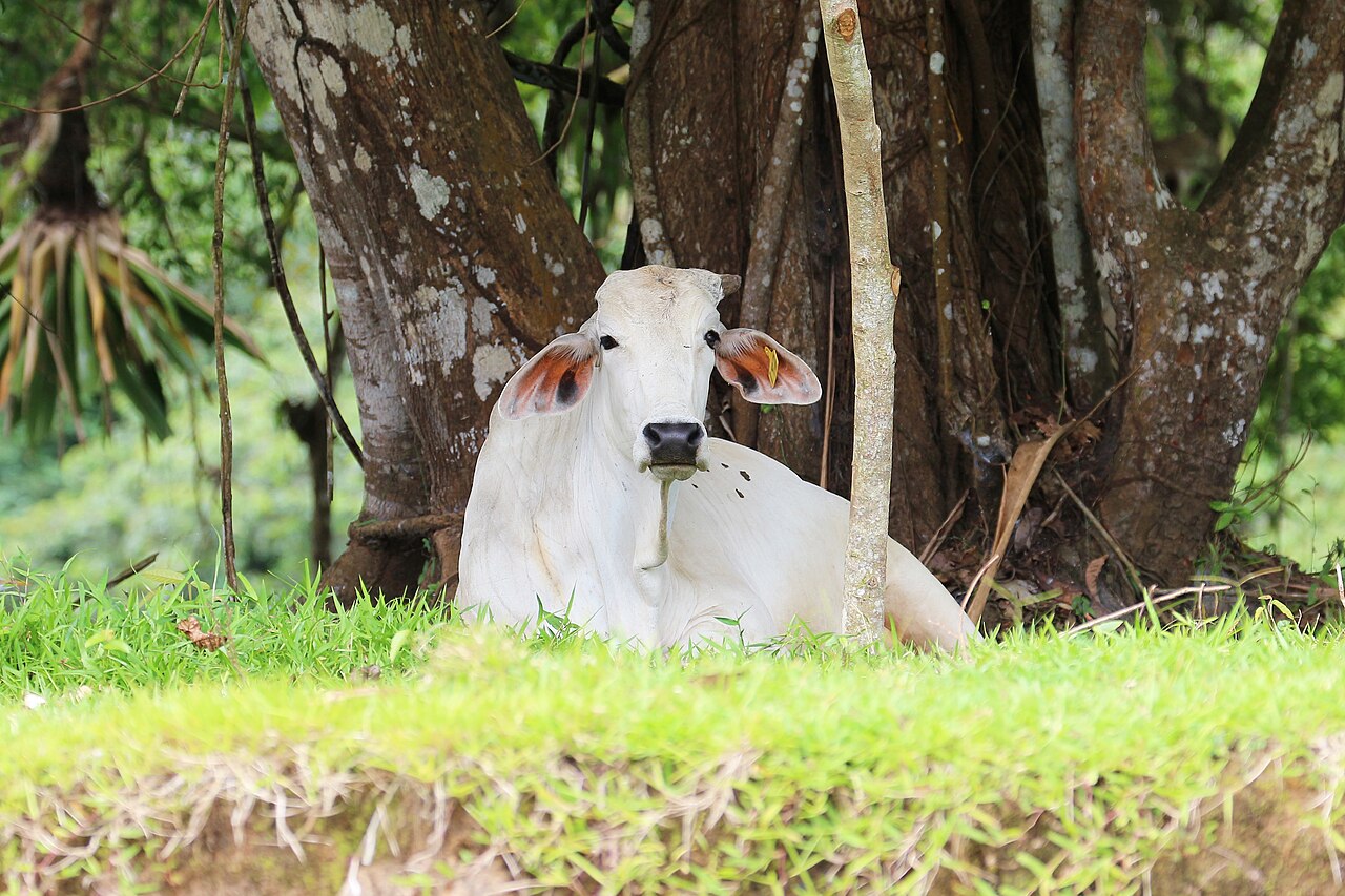 A white Brahman cow lying in grass beneath trees on a farm in Costa Rica
