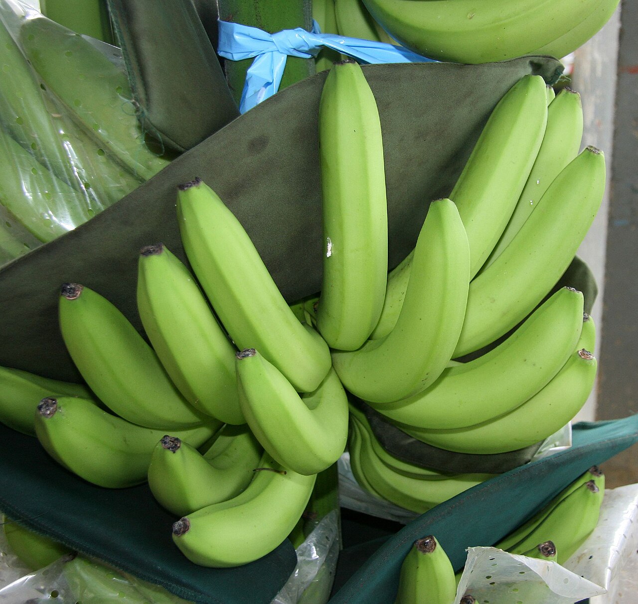 Close-up of green banana hands wrapped in protective cloth sleeves at a Costa Rican packing house