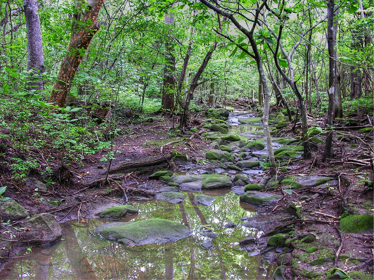 A shallow stream with mossy stones running through green dry forest in Guanacaste, Costa Rica.