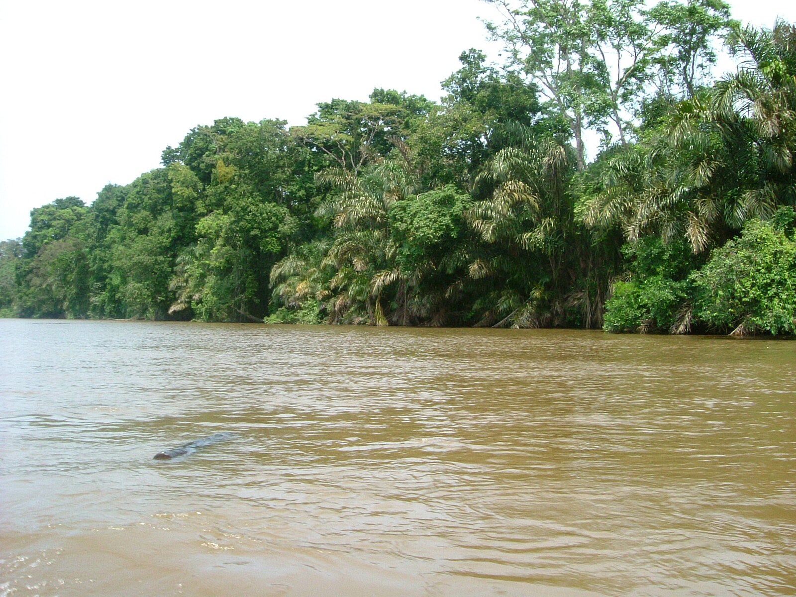 A rainforest canal at Tortuguero on Costa Rica's Caribbean coast, reached only by boat