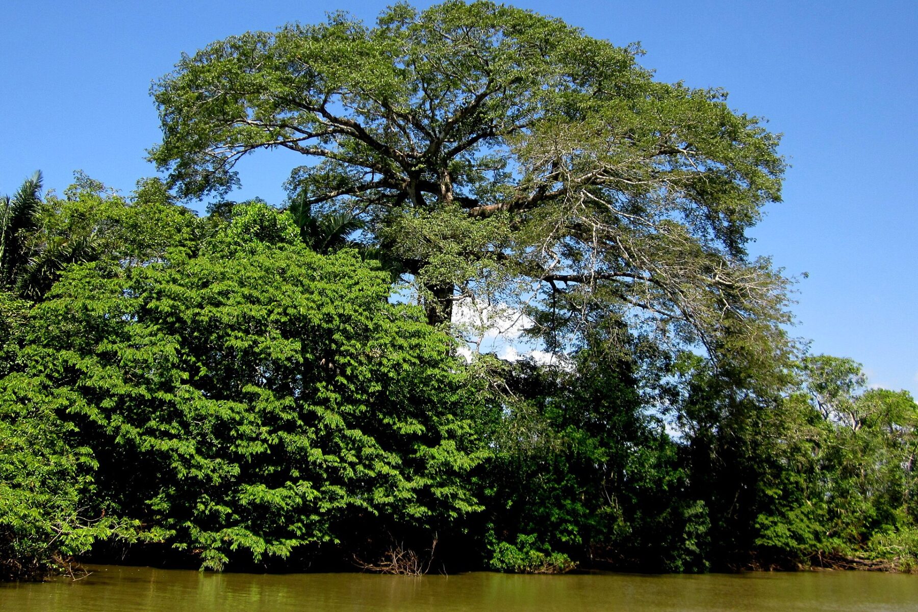 A large tree towers over the green banks of the Río Frío near the Nicaraguan border in northern Costa Rica