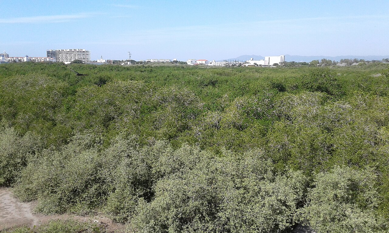 Dense green mangrove forest with hotel and apartment buildings on the skyline behind it