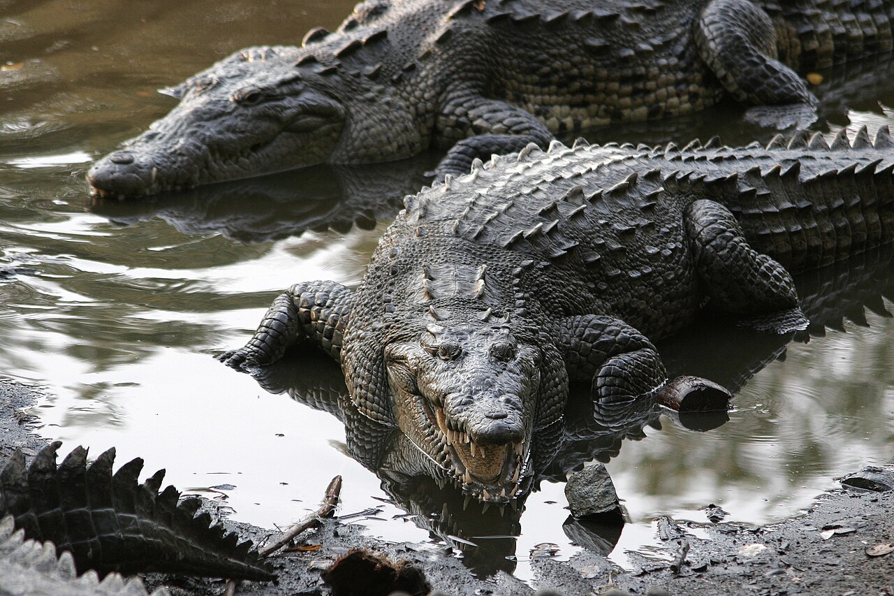 Two large American crocodiles lying in shallow muddy water, one with its jaws slightly open