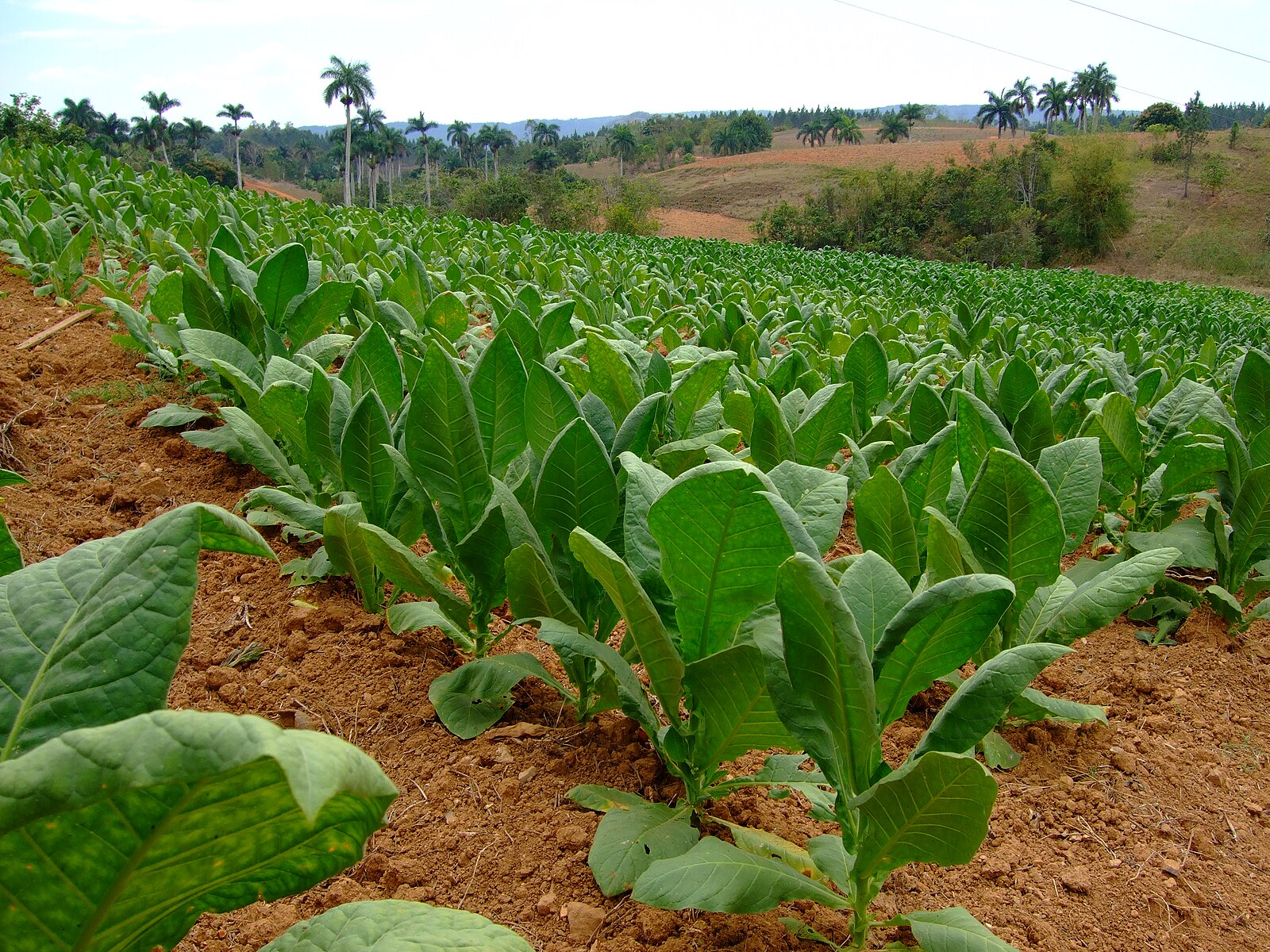 Rows of young tobacco plants in a field in the Viñales Valley, Cuba, with royal palms behind
