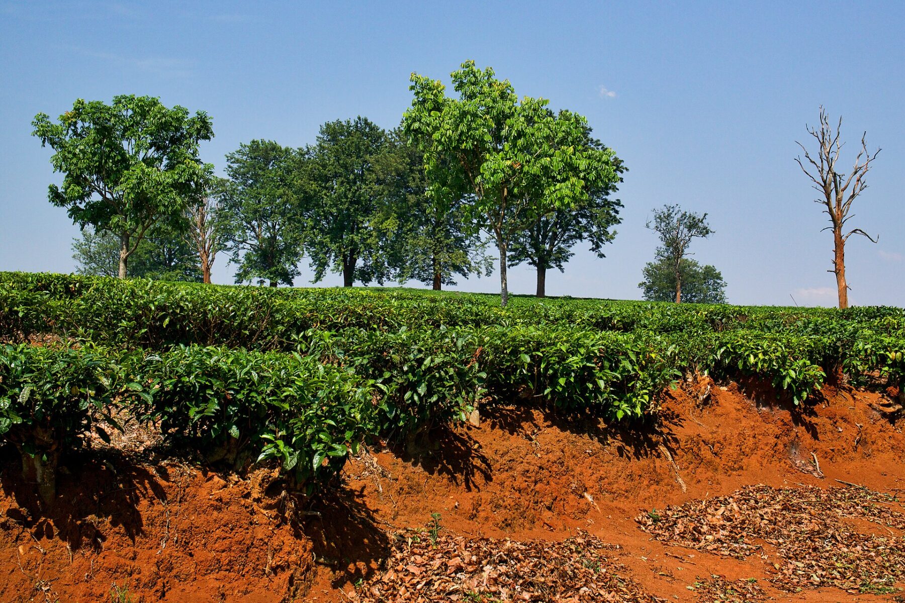 Rows of tea bushes on red soil at a tea estate in Mulanje, southern Malawi