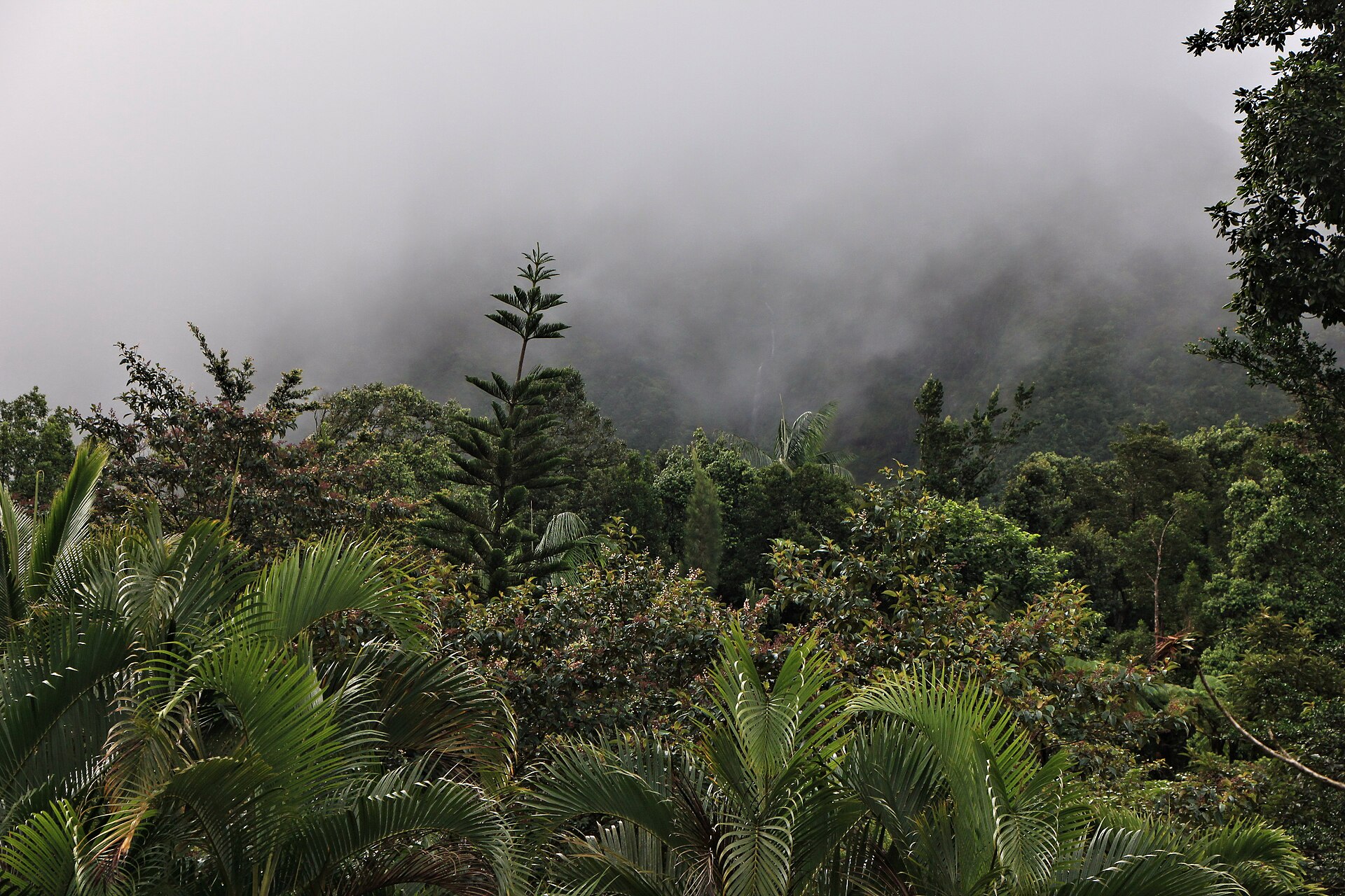 Misty rainforest canopy in Dominica