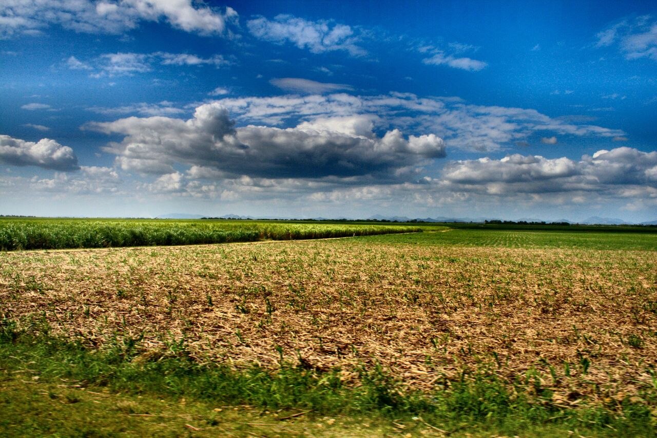 Sugar cane fields in the Dominican Republic