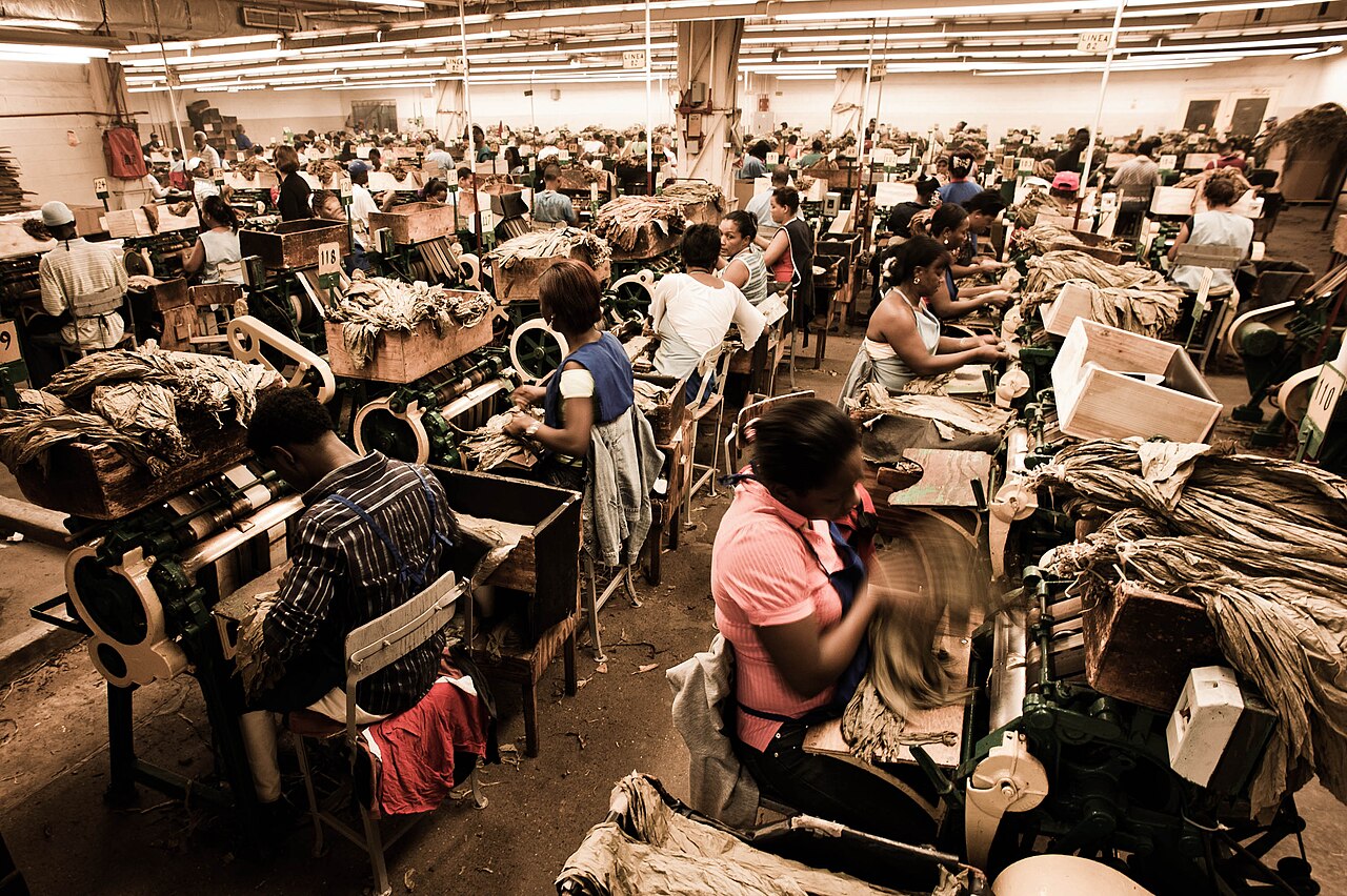 Rows of workers sorting tobacco leaves at machines on the shop floor of a large cigar factory