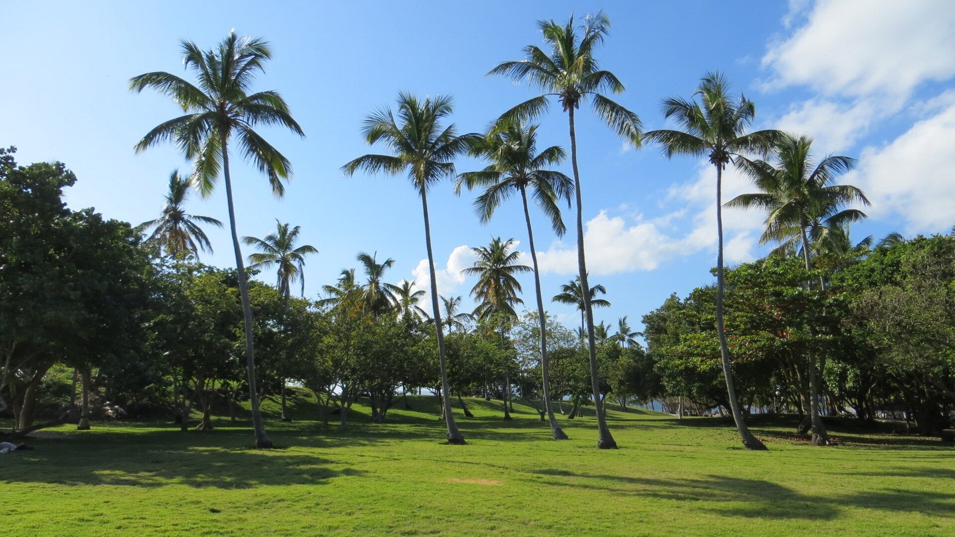 Tall coconut palms and a grass lawn on Cayo Levantado island in Samaná Bay, Dominican Republic