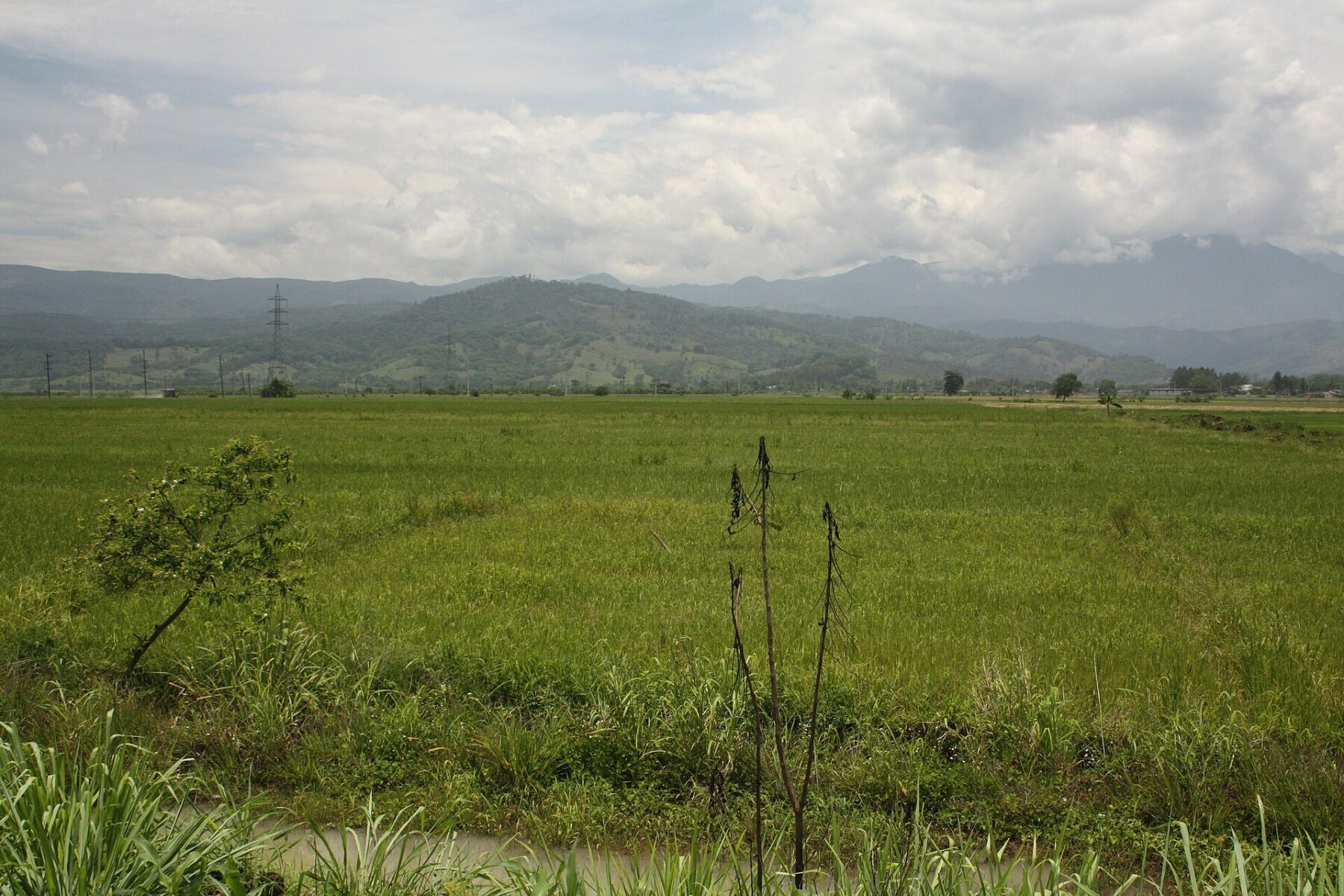 Green rice fields near Bonao in the Dominican Republic, with forested hills of the Cordillera Central behind