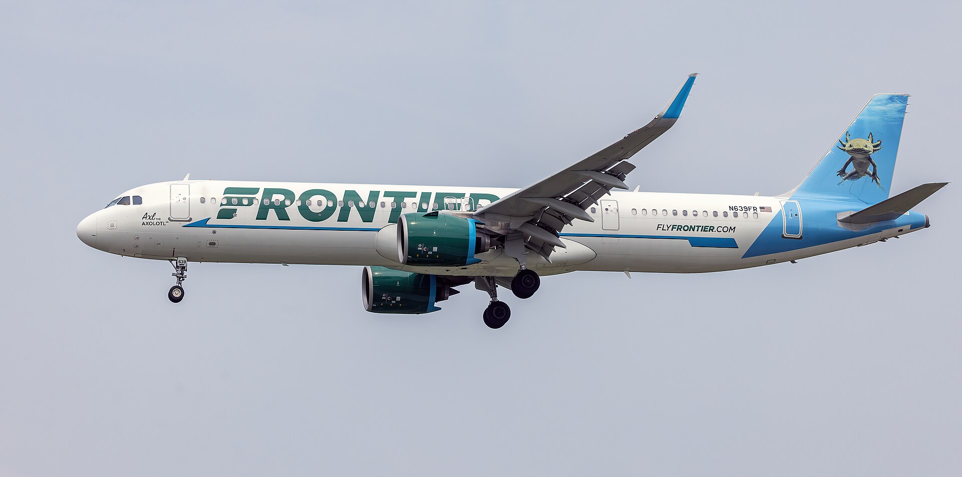 A white Frontier Airlines Airbus A321neo with a blue tail showing an axolotl, landing gear down, against a grey sky