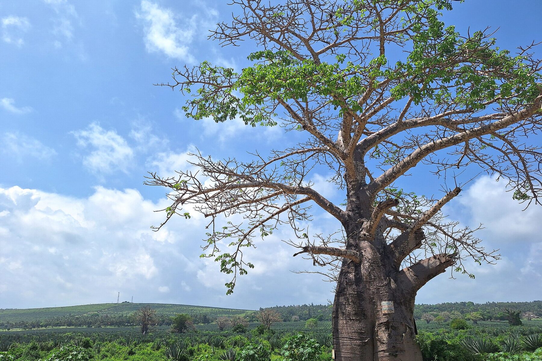 A large baobab tree beside green fields and low hills under a blue sky in Kilifi County, Kenya