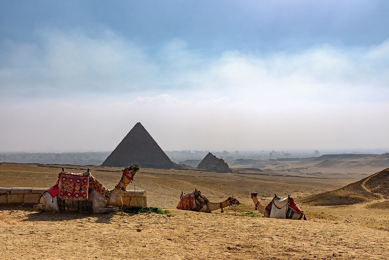 Three resting camels in colourful saddles in the desert at Giza, with two pyramids and the hazy edge of Cairo behind them.