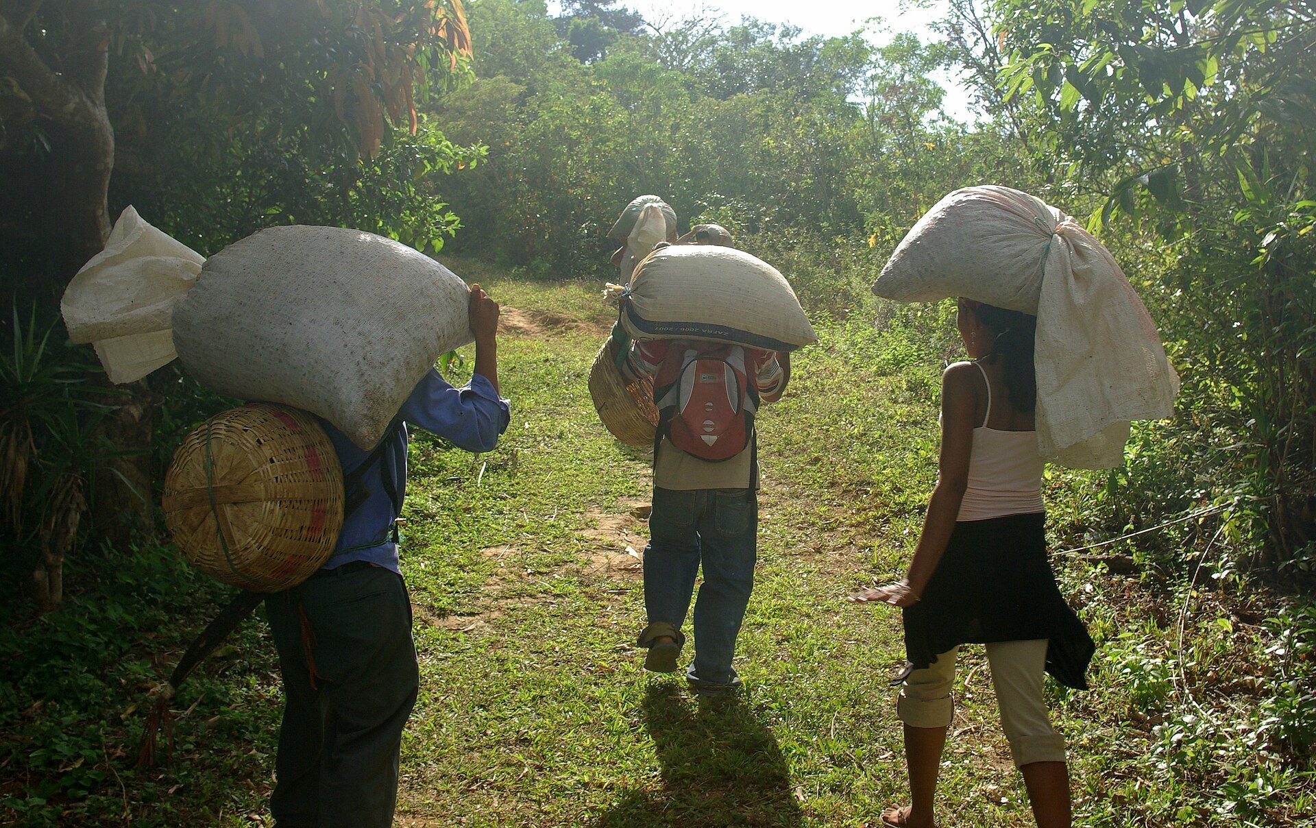 Three coffee growers carry large sacks along a grassy path through green plantation trees in western El Salvador.