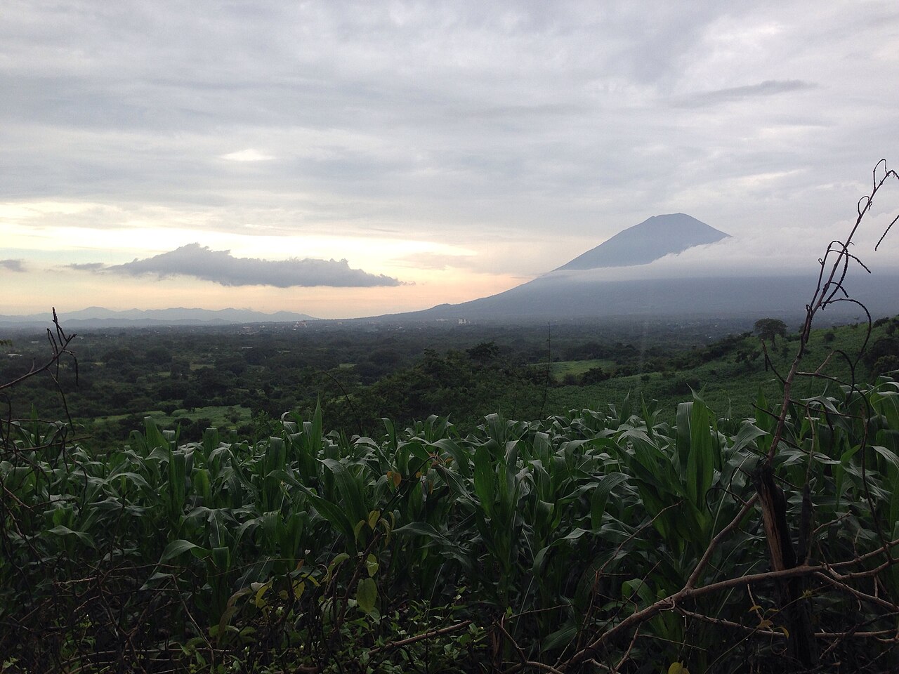 A green maize field in the foreground with a cloud-capped volcano on the horizon near Hato Nuevo, El Salvador