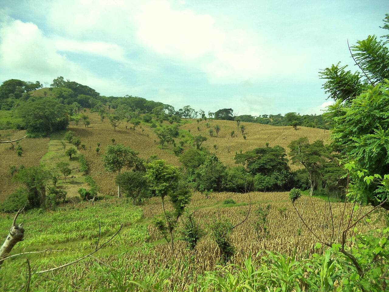 Hillside fields of dry maize stalks among trees near San Pablo Tacachico, El Salvador