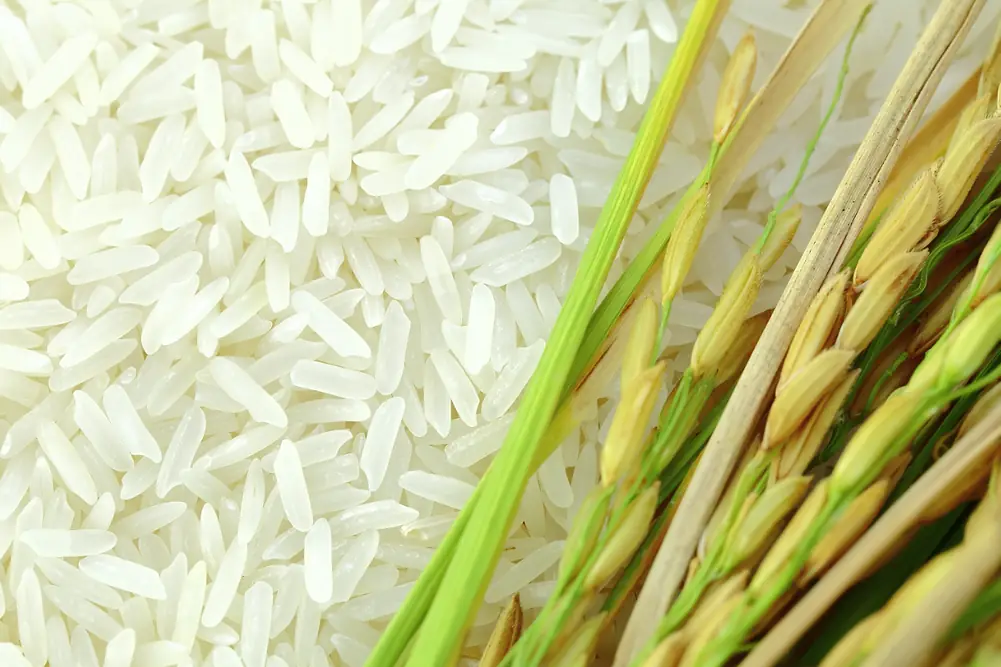 epub_Rice_AdobeStock_81511901_E_1080x667_q72_webp_png