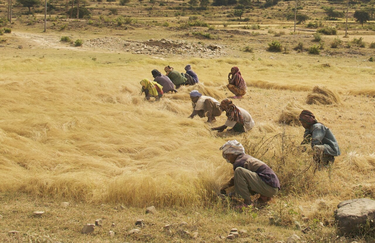Farmers bend over golden teff grain to harvest it by hand in an open field in northern Ethiopia