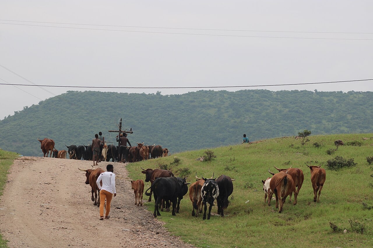 South Africa’s Foot-and-Mouth-Hit Farmers Still Bound by Minimum Wage