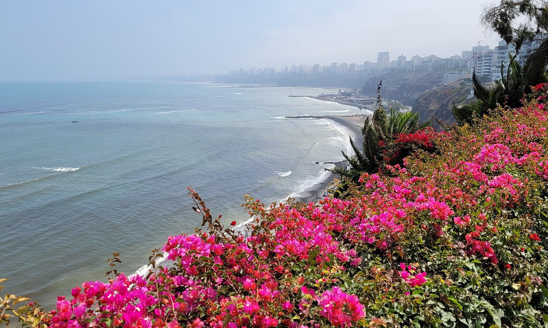 Pink bougainvillea in the foreground above the Pacific coast of Lima, with surf, a dark sand beach and the city skyline fading into haze