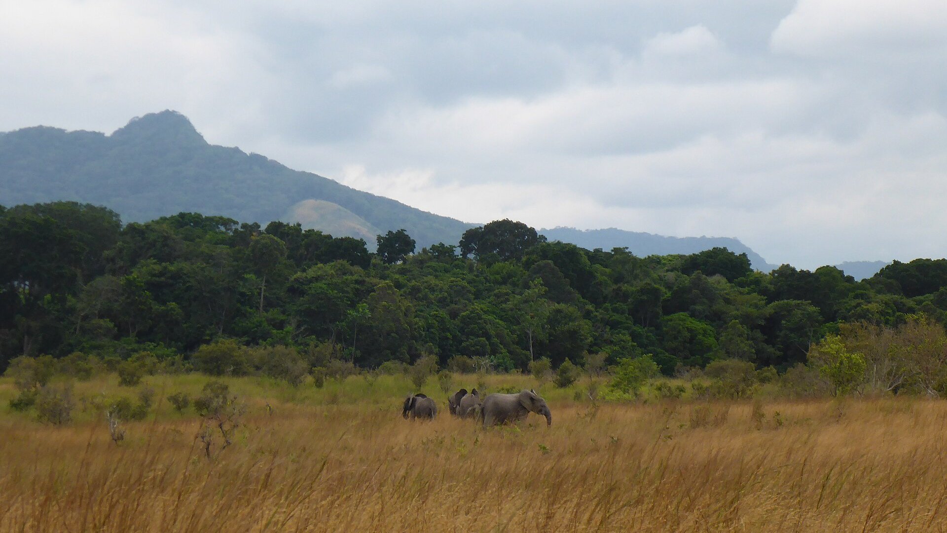 Elephants walking through tall dry grass beside the rainforest edge in Lopé National Park, Gabon, with a forested mountain behind