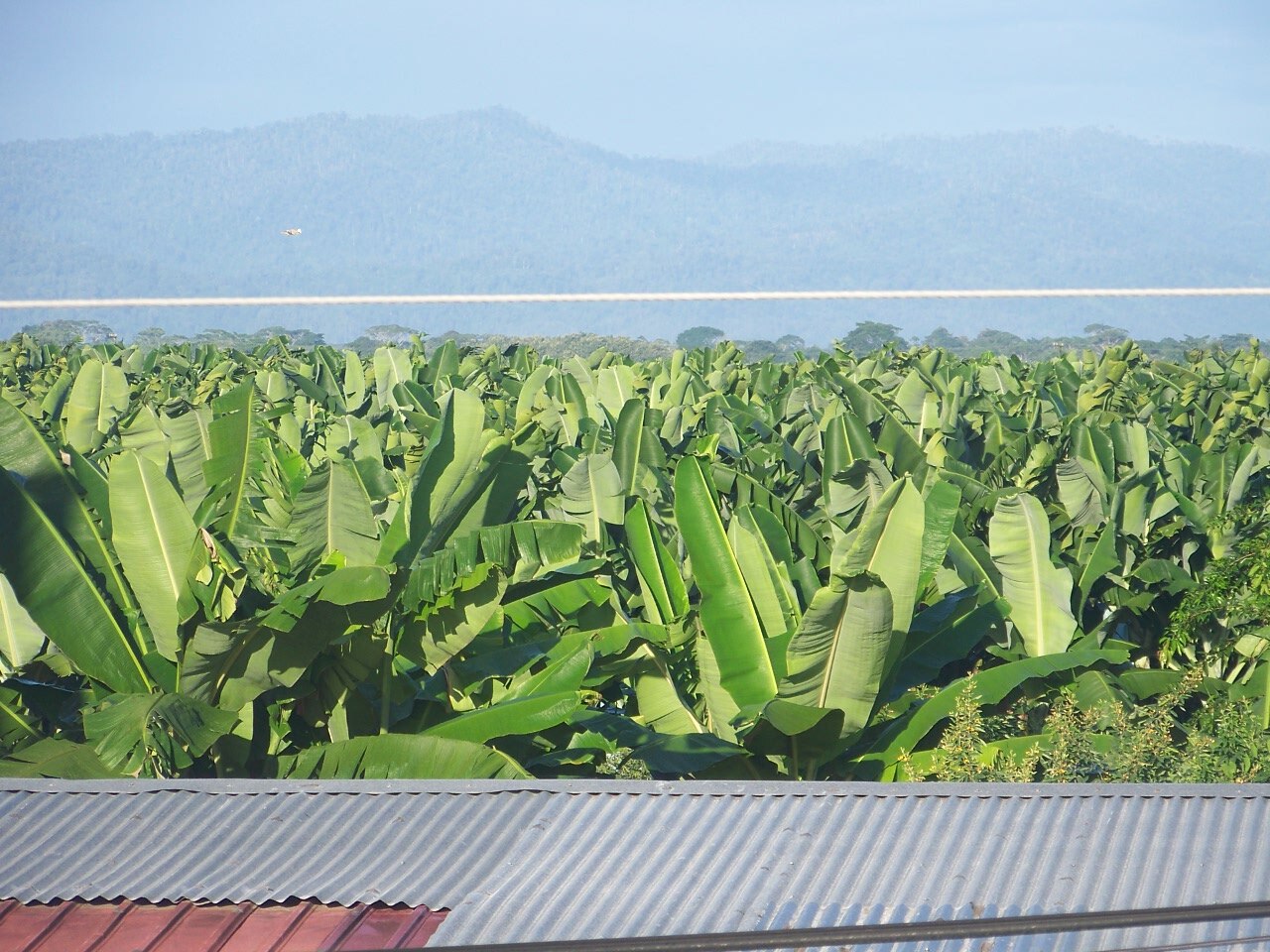 Rows of green banana plants on a plantation in front of blue hills, seen over a corrugated metal roof