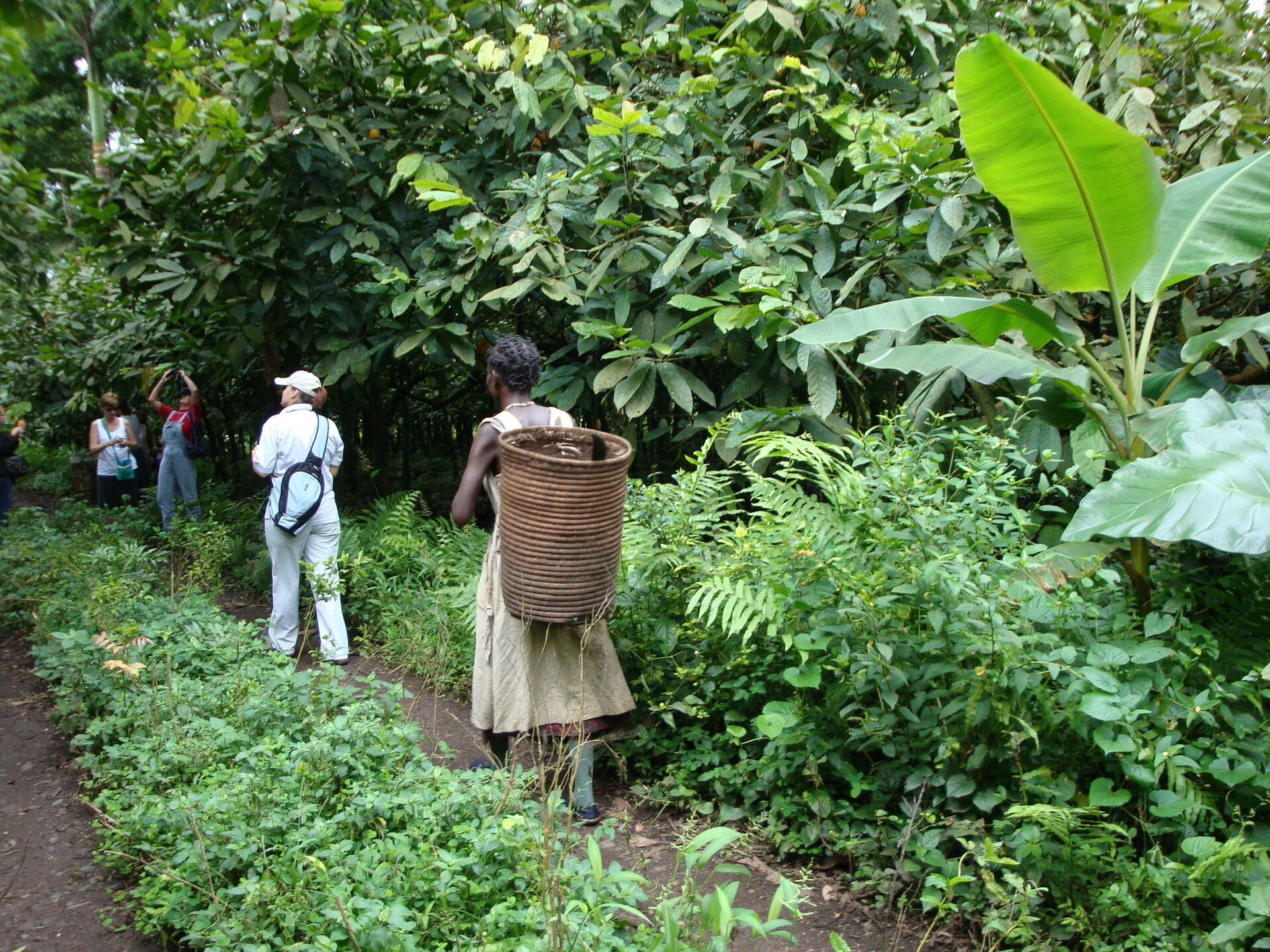 A worker carrying a woven basket on a forest path through a cocoa plantation in Equatorial Guinea, with a group of visitors ahead