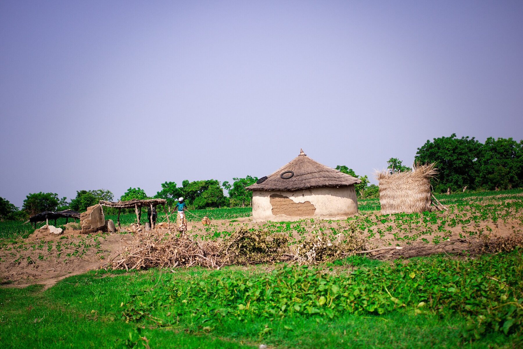 A round mud house with a thatched roof among green fields in a village in Ghana's Upper West Region