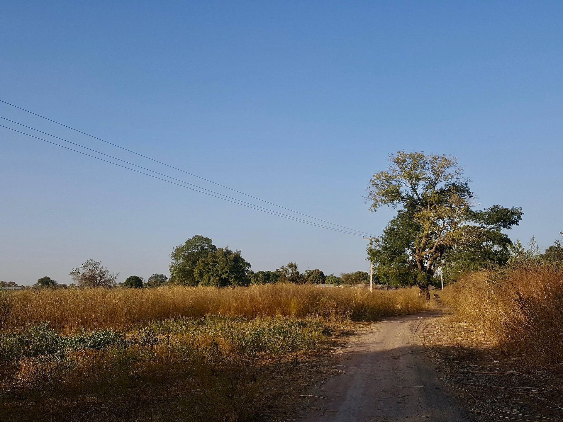 Dirt track through savanna in Lower River Division, The Gambia