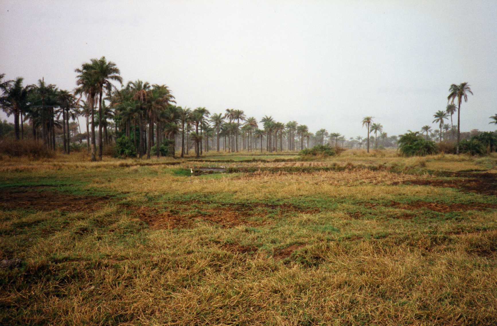 Palm trees and fields near Kotu Beach, The Gambia