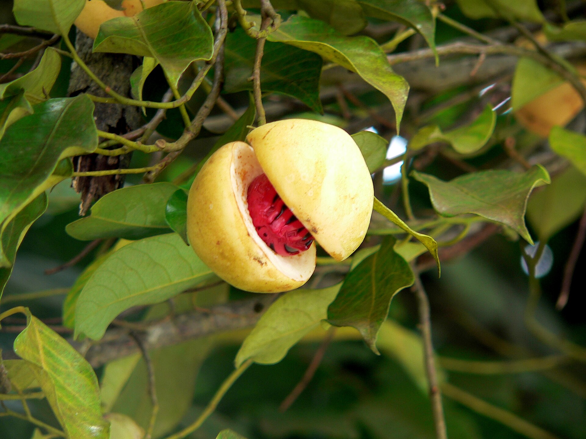 Ripe nutmeg fruit split open to show red mace on the tree, Grenada's spice trade