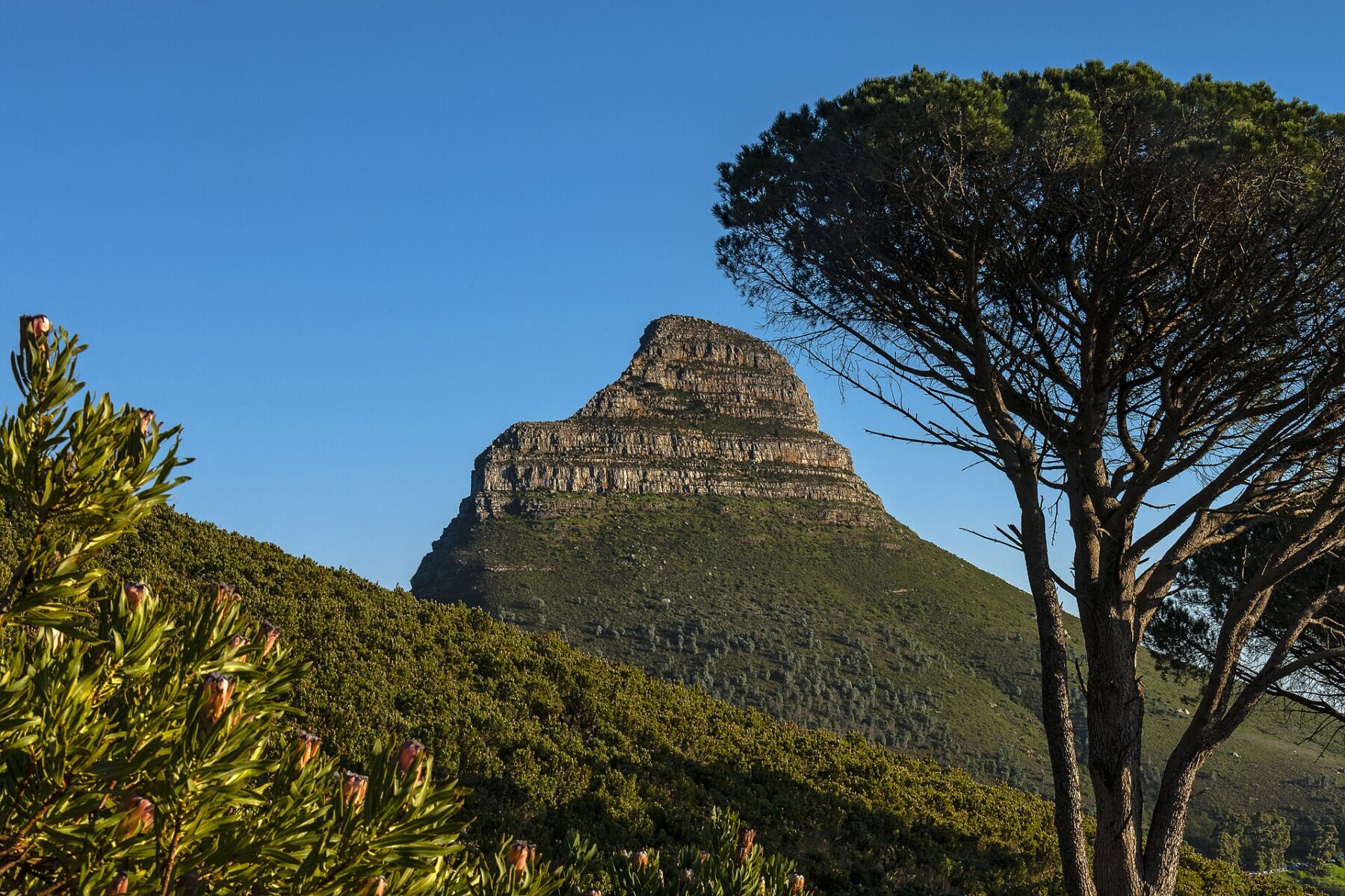 Lion's Head peak in Cape Town rising above green fynbos slopes, with a fynbos shrub in bud on the left and a tall pine on the right under a clear blue sky