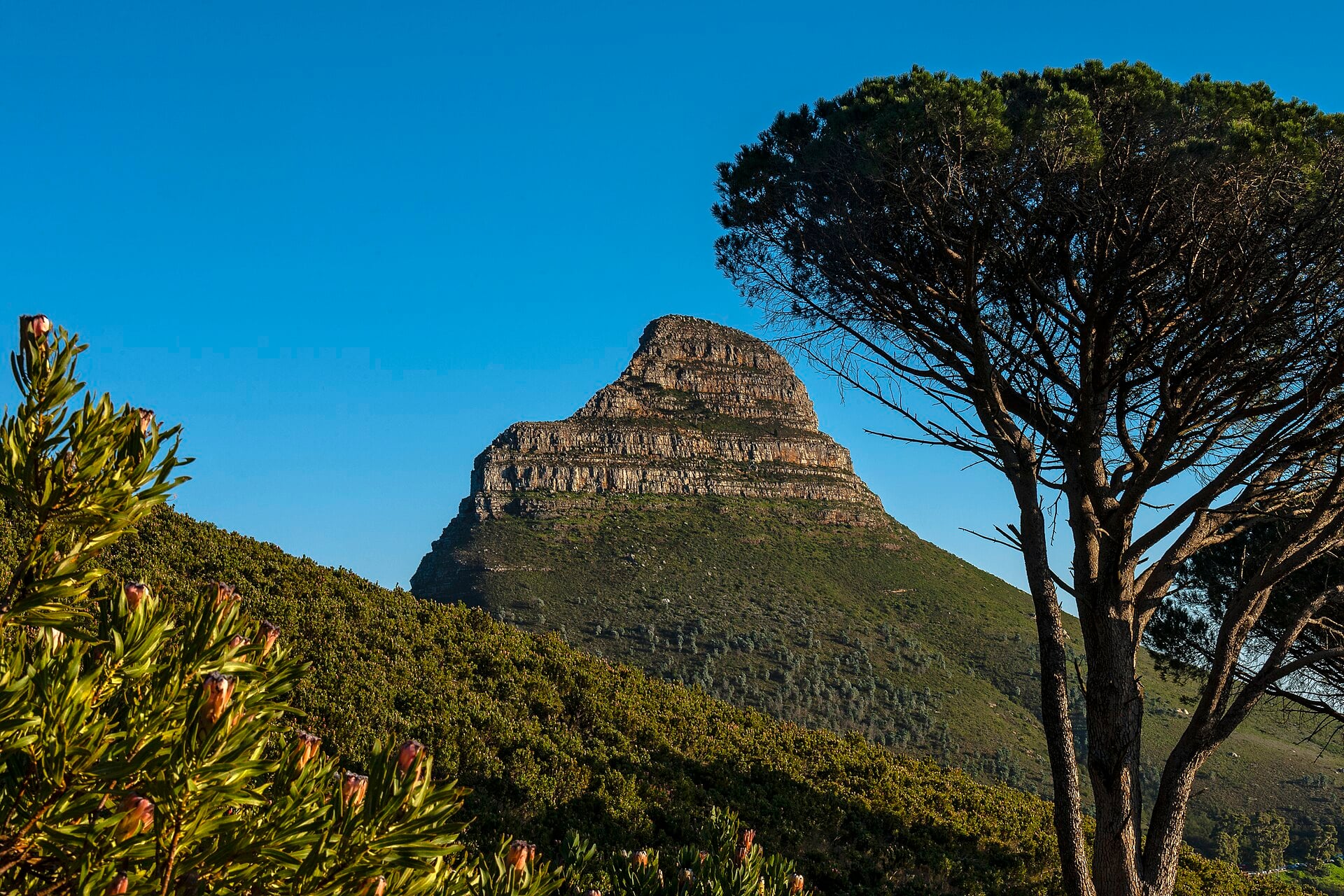 Lion's Head peak in Cape Town rising above green fynbos slopes, with a fynbos shrub in bud on the left and a tall pine on the right under a clear blue sky