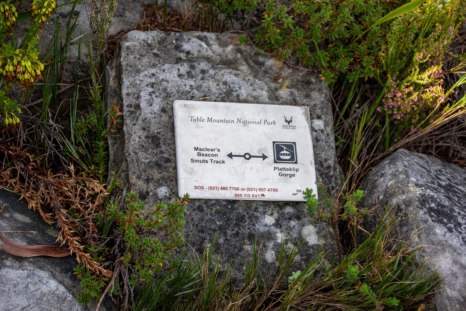 A white Table Mountain National Park trail sign fixed to a grey rock among fynbos, with arrows to Maclear's Beacon, the Smuts Track and Platteklip Gorge and emergency phone numbers