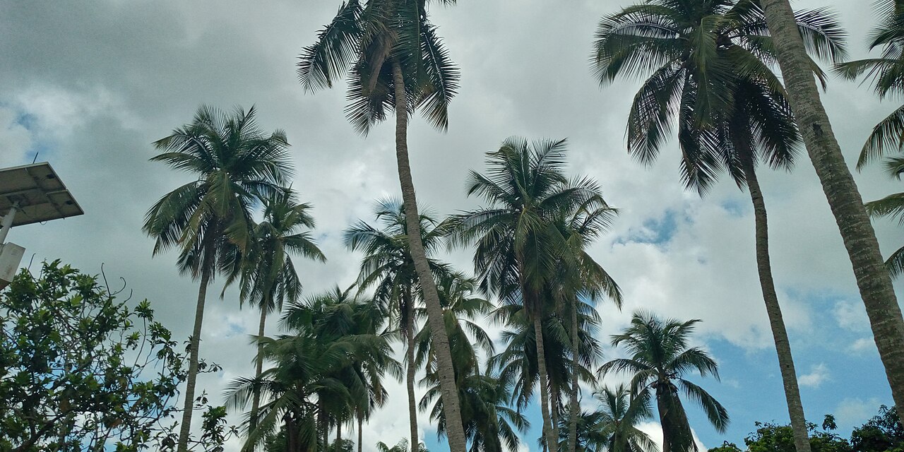 Tall coconut palms against a cloudy sky in Boffa, Guinea