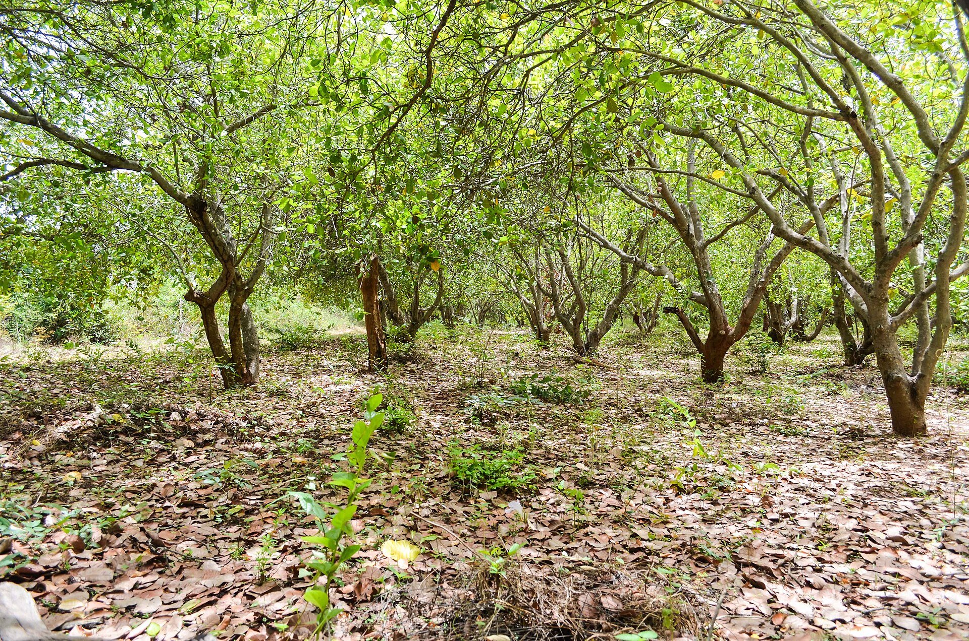Rows of leafy trees in an orchard in Guinea-Bissau, with dry leaves on the ground.