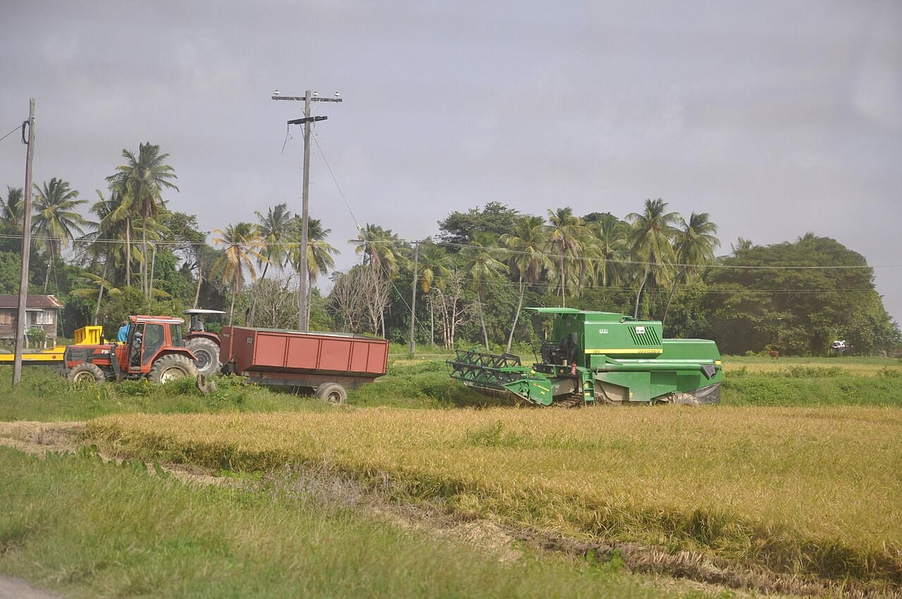 Guyana agriculture: a combine harvester and tractor with a trailer harvesting a ripe rice field lined with palm trees