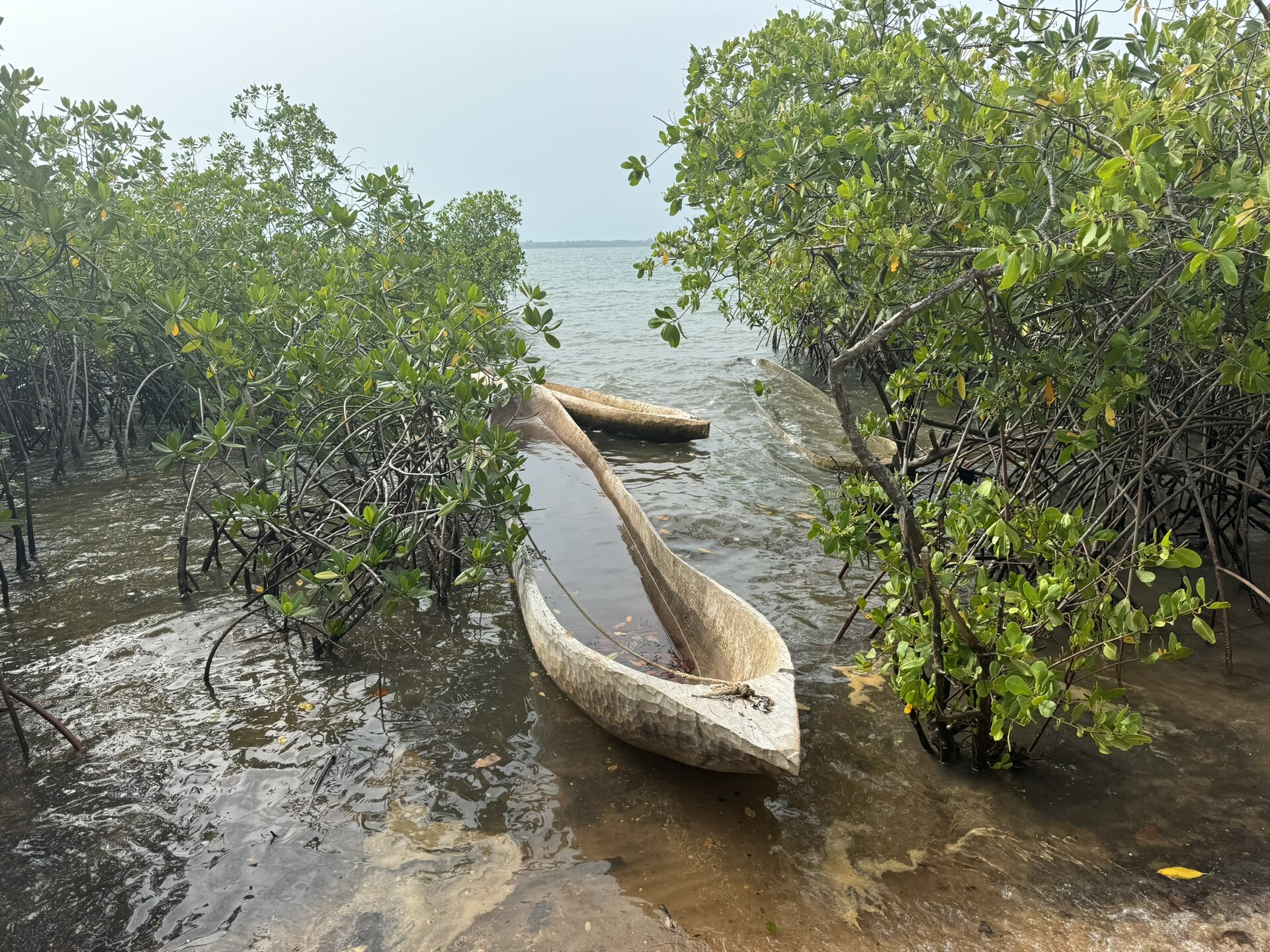 Dugout canoe among mangroves at Bubaque, Bijagos Islands