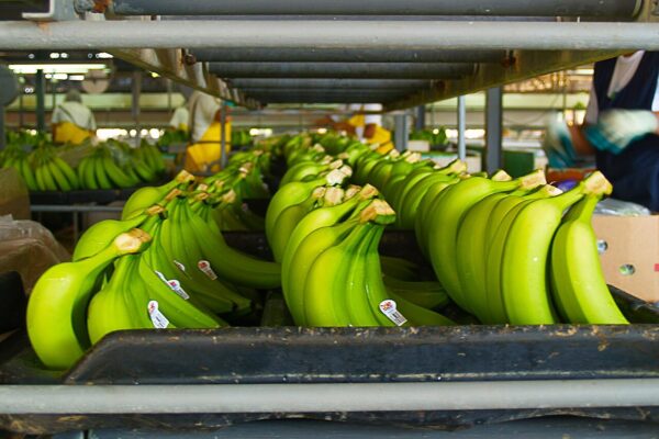 Green bananas on a packing line at a banana packing plant in San Manuel, Cortés, Honduras, with workers in the background