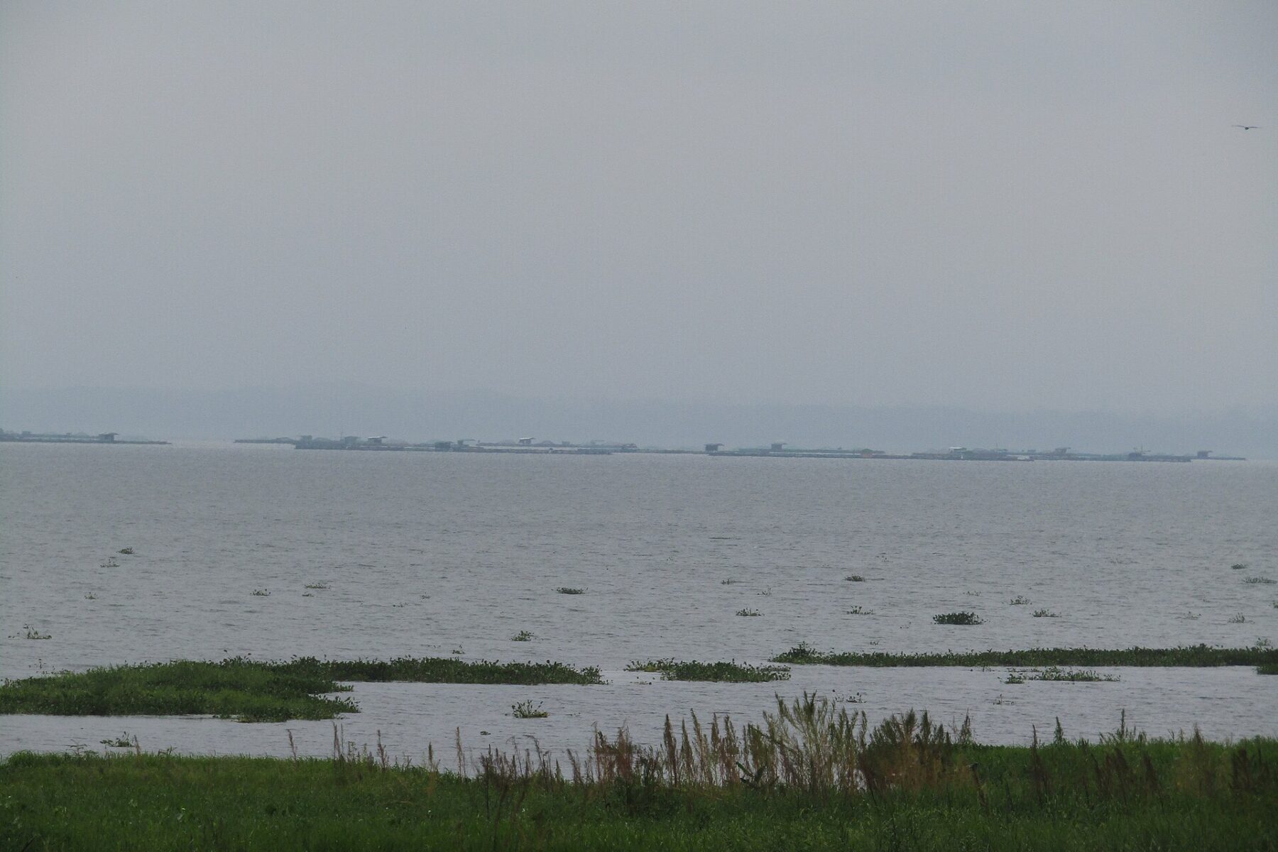 Lake Yojoa in northern Honduras with high water and floating vegetation during the rainy season