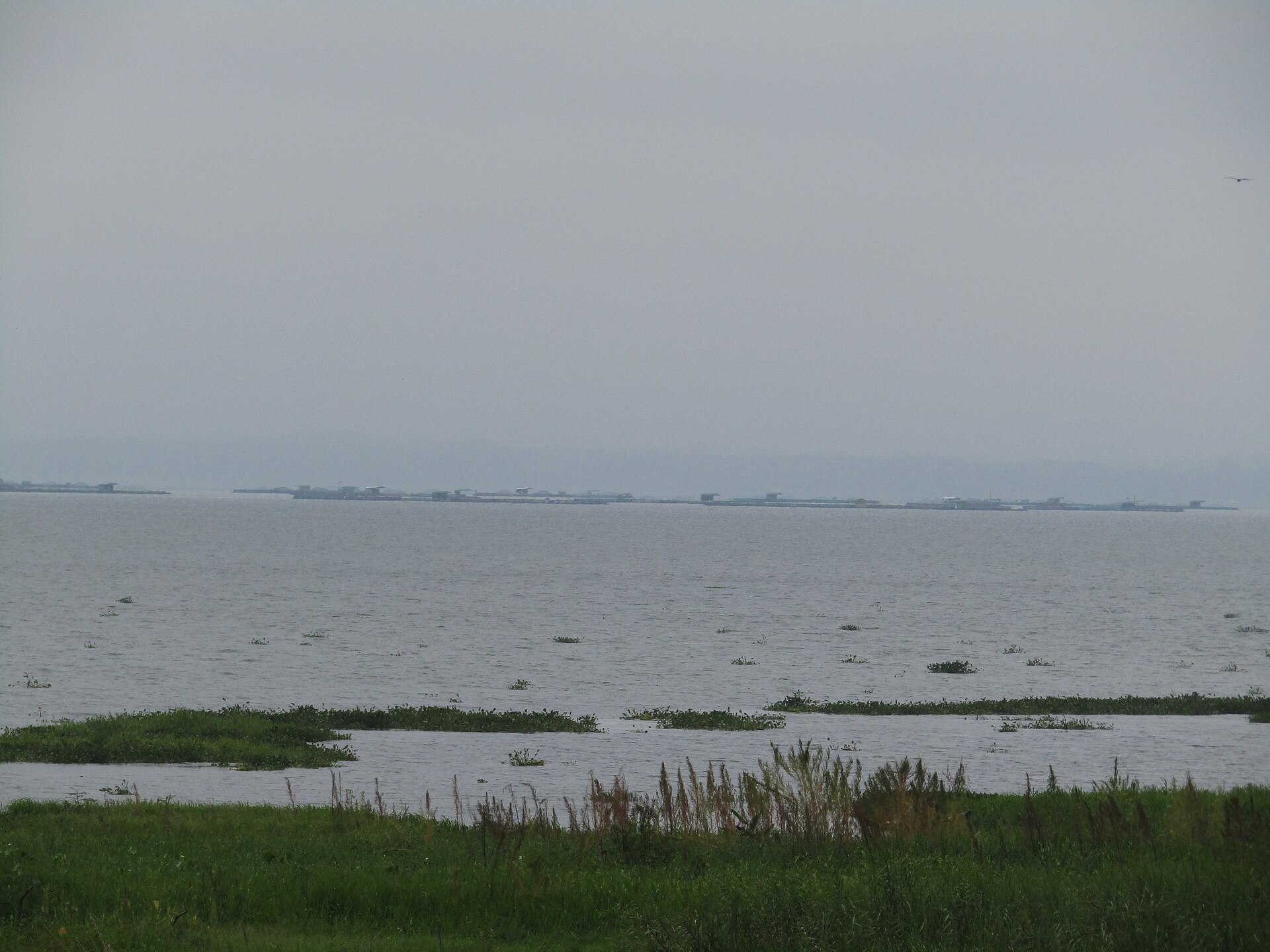 Lake Yojoa in northern Honduras with high water and floating vegetation during the rainy season