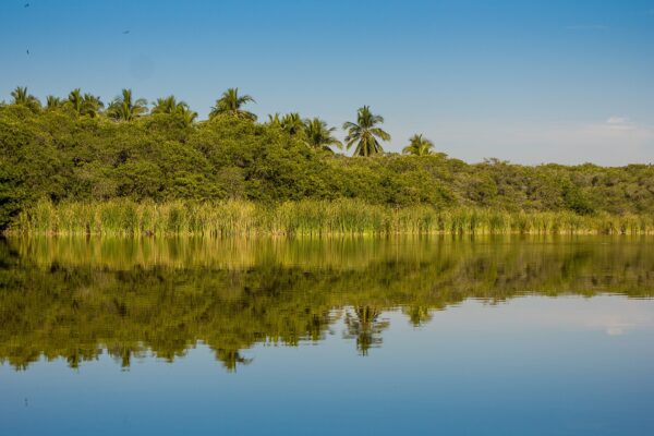 Palm trees and green mangrove vegetation reflected in calm water at Cuyutlán on the Pacific coast of Colima, Mexico