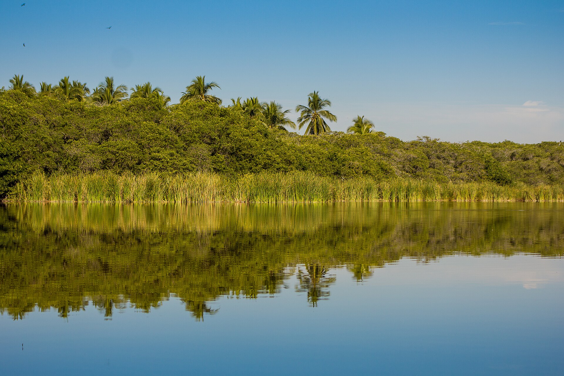 Palm trees and green mangrove vegetation reflected in calm water at Cuyutlán on the Pacific coast of Colima, Mexico