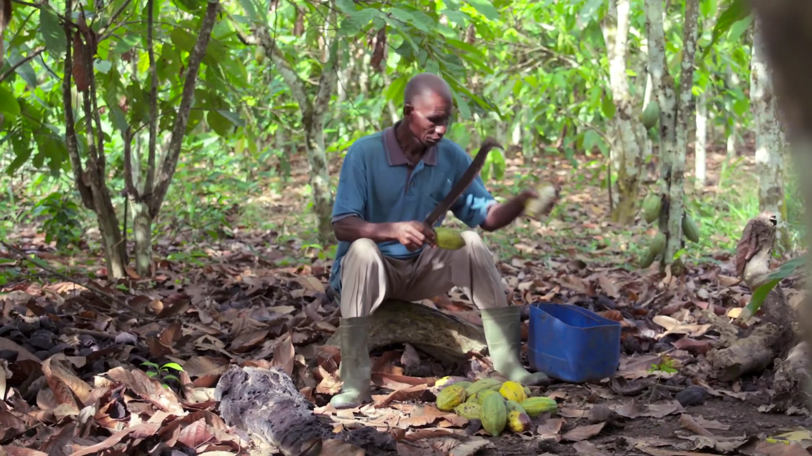 A farmer opens cocoa pods with a machete on a plantation near Fresco, Ivory Coast